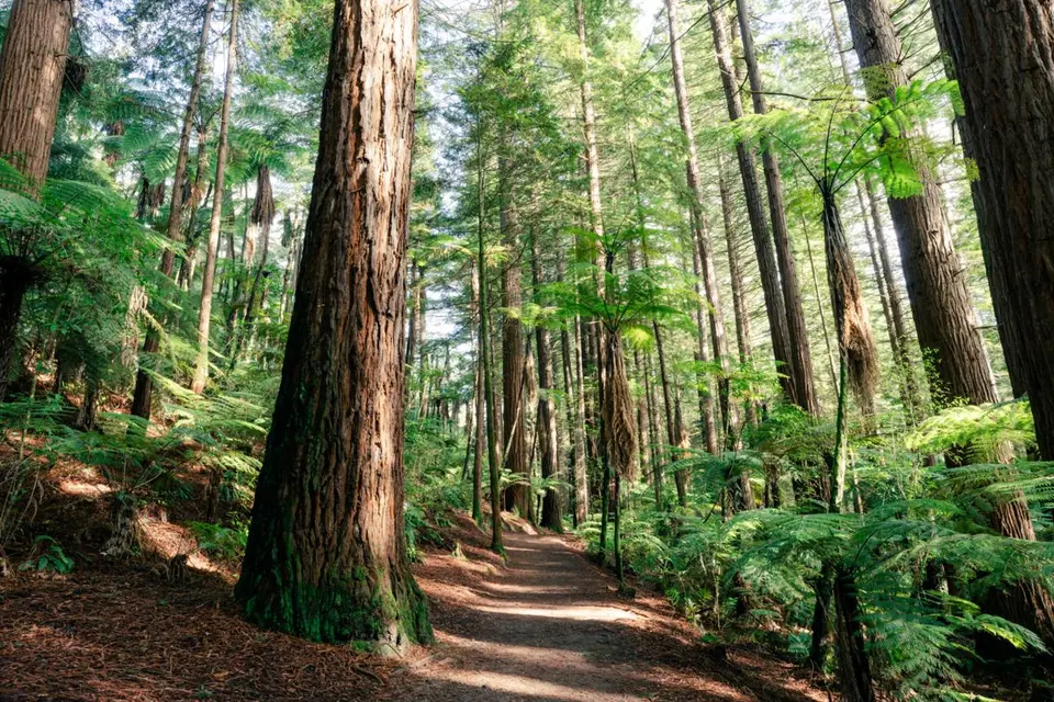 Rotorua Redwoods 参考照片