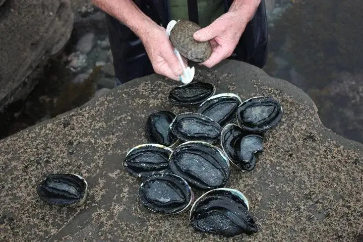 西海岸退潮采鲍鱼 Pāua 参考照片
